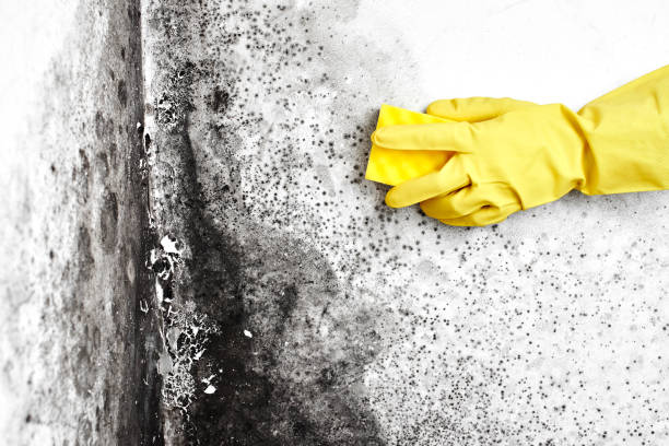 Best Asbestos and Lead Testing During Mold Inspection  in Osceola, IN